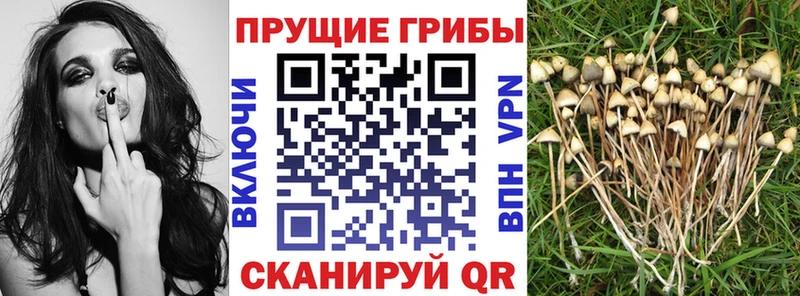 Галлюциногенные грибы MAGIC MUSHROOMS  закладки  Рузаевка 